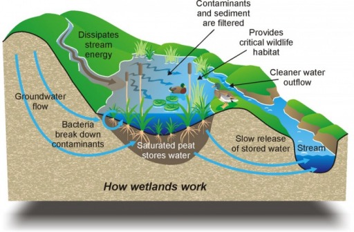 constructed wetlands diagram